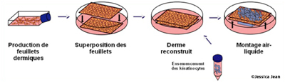 Agrandir l'image